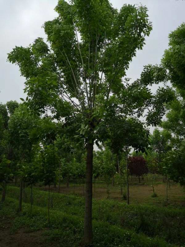 白蜡树