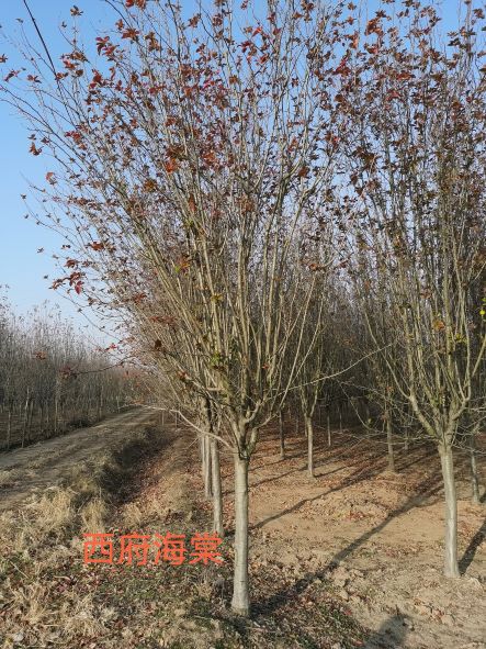 西府海棠