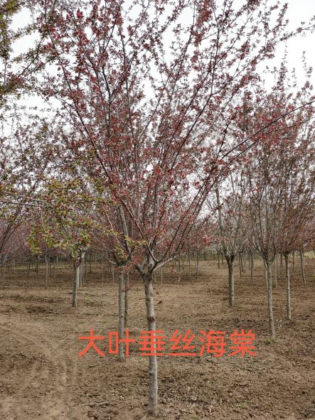 垂丝海棠