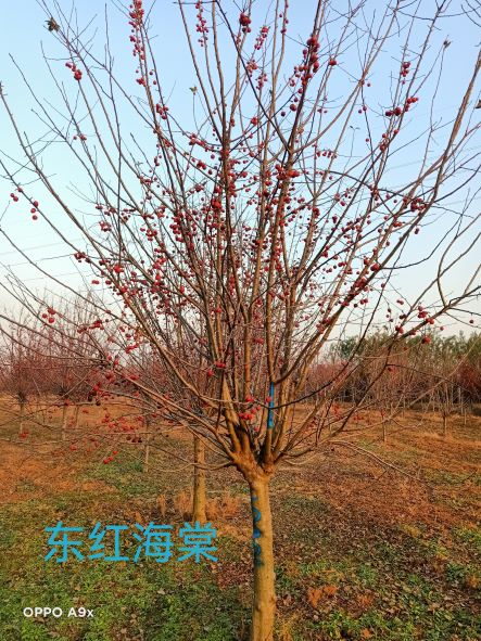 冬红海棠(图1)