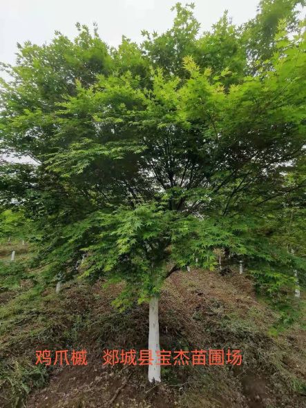 鸡爪槭（规格齐全）