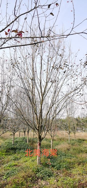 简谈山东郯城海棠树品种特点(图4)