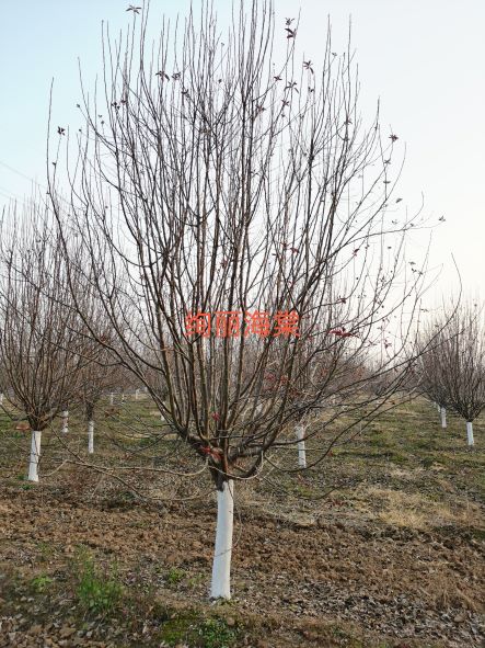 简谈山东郯城海棠树品种特点(图1)