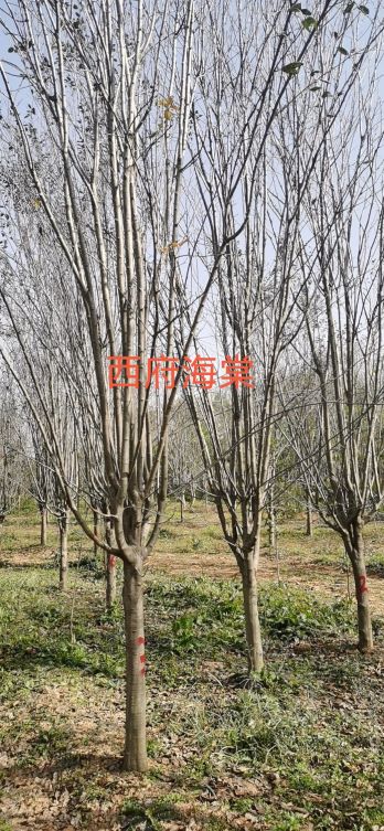 简谈山东郯城海棠树品种特点(图2)