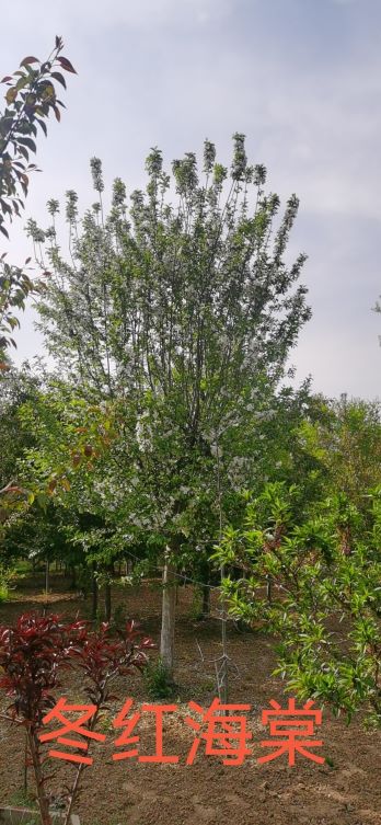 简谈山东郯城海棠树品种特点(图3)